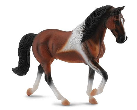 Bay Pinto Tennessee Walking Horse Stallion | 88450