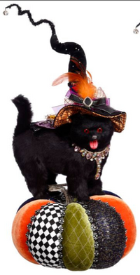Cat on Pumpkin | Mark Roberts