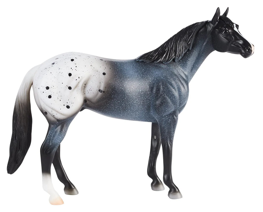 Blue Roan Appaloosa |  B-FS-10608