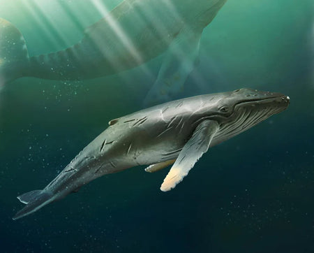 Humpback Whale | Collecta by Breyer | 88347