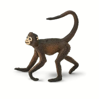 Spider Monkey | Safari