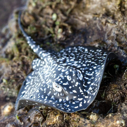 Marble Ray Figure