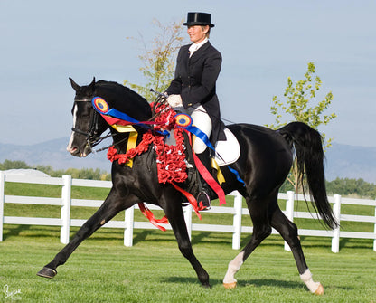 KB Omega Fahim ++++// | Breyer Model Horse | 1846