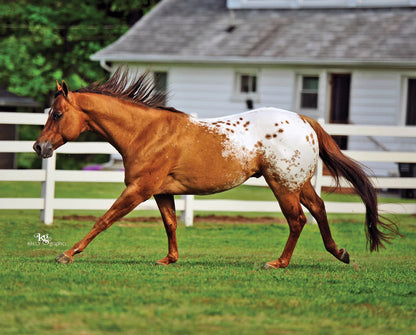 Chocolatey | Breyer Model Horse | 1842