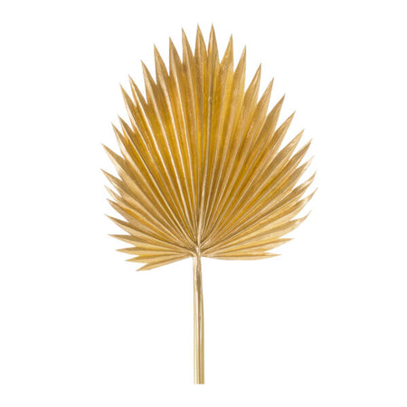 Gold Fan Palm