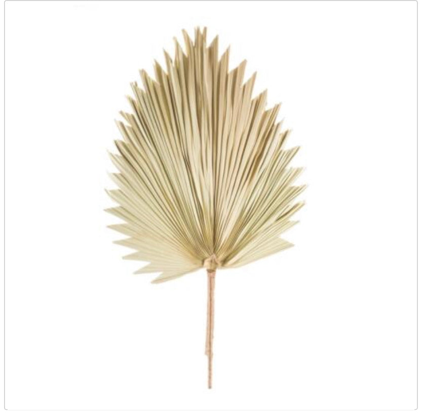 Melrose Palm Stem Leaf