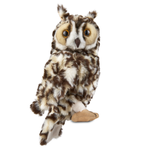Long Eared Owl