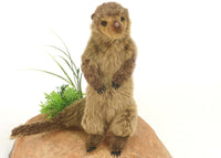 Hansa Dwarf Mongoose