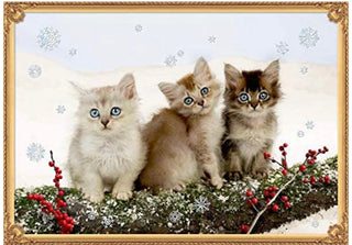 Kittens in Snow Advent Calendar