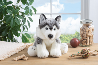 Siberian Huskey