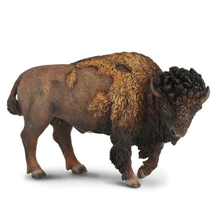 American Bison