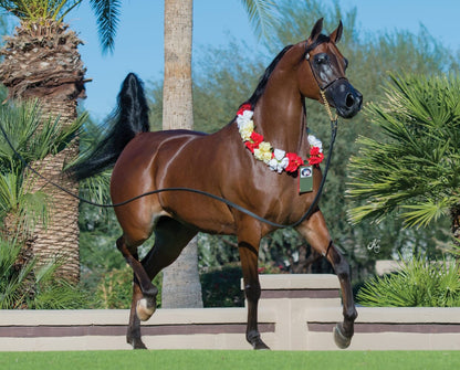 Breyer RD Marciea Bey | Champion Arabian Mare