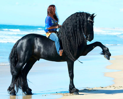 Sjoerd Friesian Stallion | Breyer Model Horse | 1859
